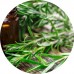 Rosemary E/O: Vital Herb